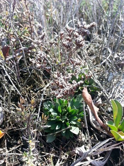 Limonium ramosissimum, photographed by Peter Brastow