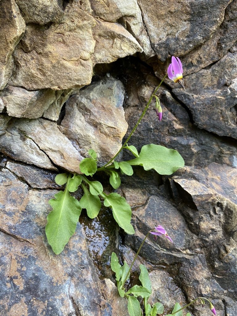 Primula utahensis, photographed by Matt Berger
