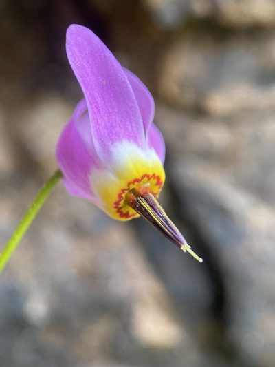 Primula utahensis, photographed by Matt Berger