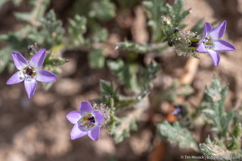 Gilia brecciarum, photographed by Tim Messick