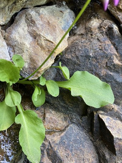Primula utahensis, photographed by Matt Berger