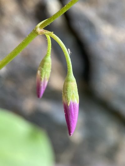 Primula utahensis, photographed by Matt Berger