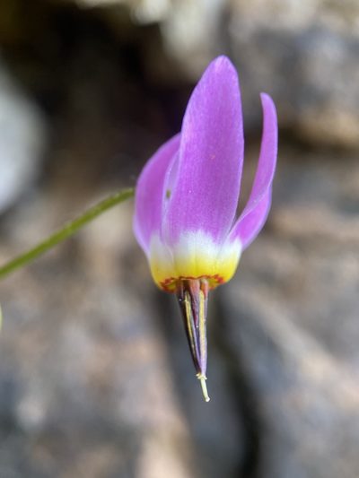 Primula utahensis, photographed by Matt Berger
