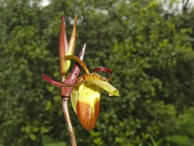 Phragmipedium longifolium, photographed by Kai Squires