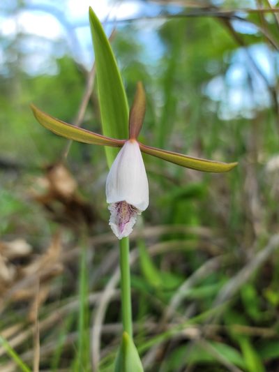 Cleistesiopsis bifaria, photographed by snail_hiker