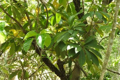 Pouteria sapota, photographed by Sebastián de Jesús Herrera Buenfil