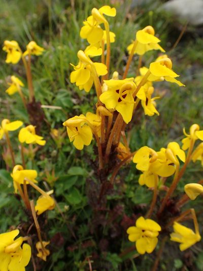 Pedicularis longiflora, photographed by Étienne Léveillé-Bourret