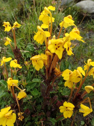 Pedicularis longiflora, photographed by Étienne Léveillé-Bourret