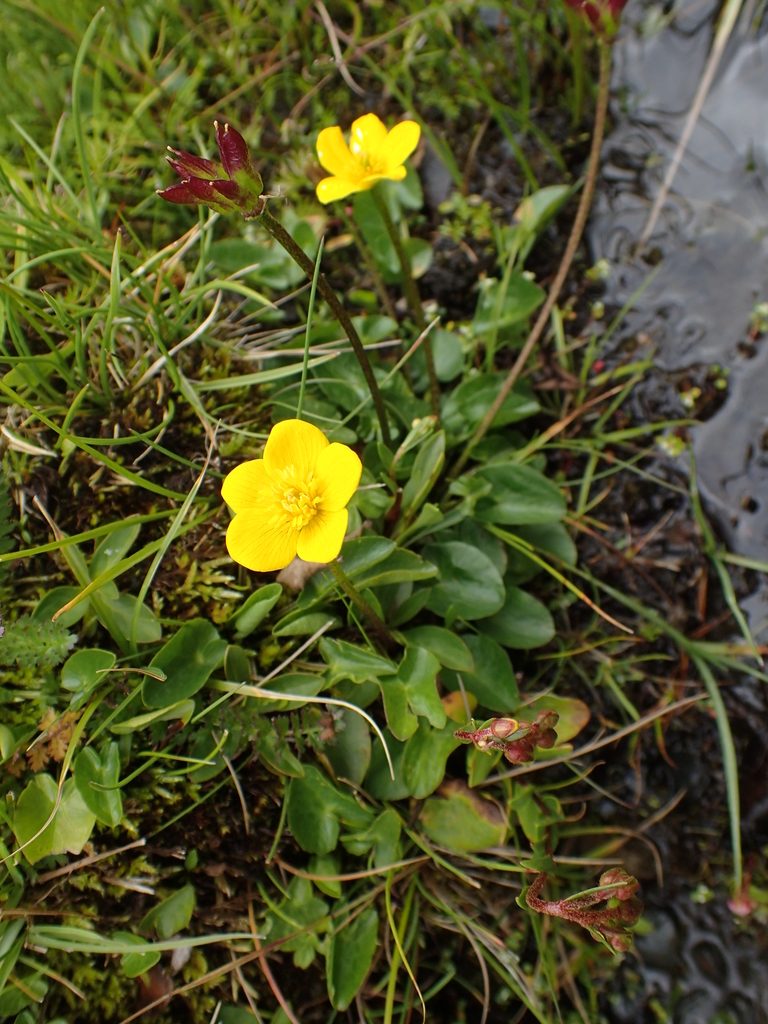 Caltha scaposa, photographed by Étienne Léveillé-Bourret