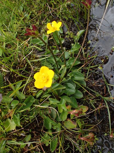Caltha scaposa, photographed by Étienne Léveillé-Bourret