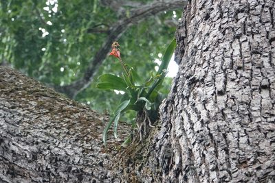 Aechmea mertensii, photographed by Paul Prior