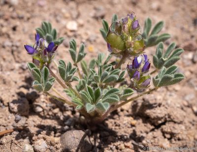 Lupinus brevicaulis, photographed by Tim Messick