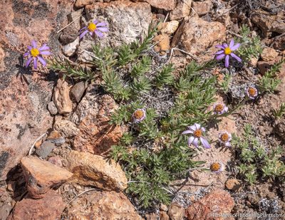 Ionactis alpina, photographed by Tim Messick