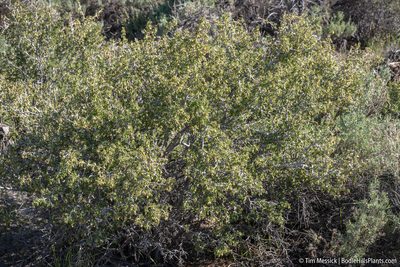 Ribes velutinum, photographed by Tim Messick