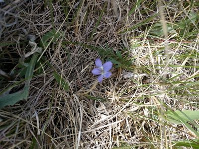 Viola pedatifida, photographed by cwhippo