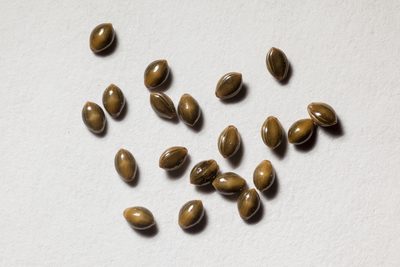 Panicum hallii, photographed by Cecelia Alexander