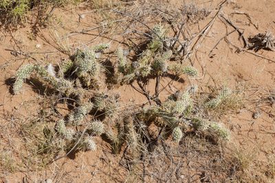 Opuntia arenaria, photographed by Cecelia Alexander