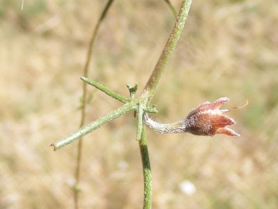 Convolvulus boedeckerianus, photographed by Andrew Deacon