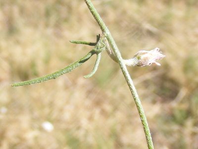 Convolvulus boedeckerianus, photographed by Andrew Deacon