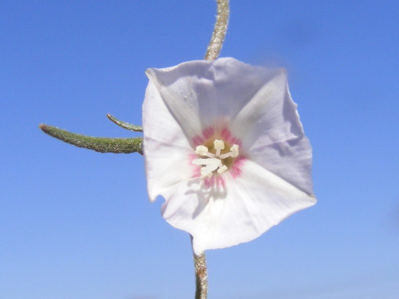 Convolvulus boedeckerianus, photographed by Andrew Deacon