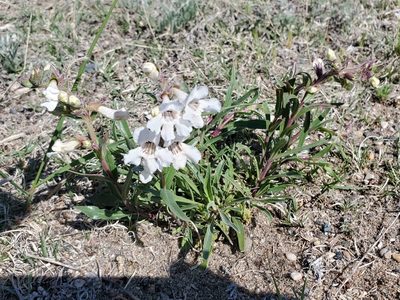 Penstemon albidus, photographed by Chris Friesen