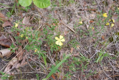 Crocanthemum canadense, photographed by Bonnie Semmling