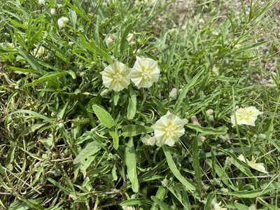 Chamaesaracha edwardsiana, photographed by Reid Hardin