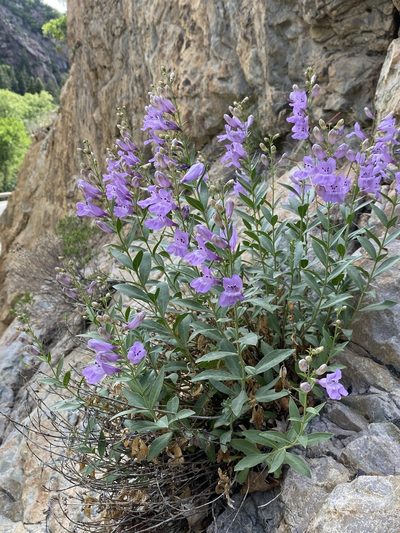 Penstemon platyphyllus, photographed by Matt Berger