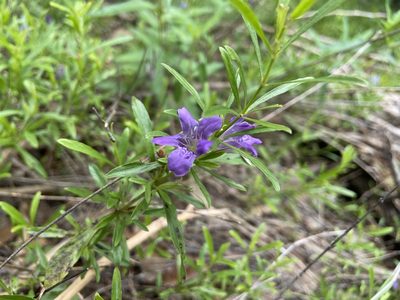 Dyschoriste linearis, photographed by Reid Hardin