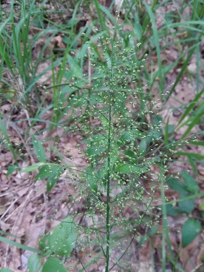 Dichanthelium polyanthes, photographed by Will McFarland
