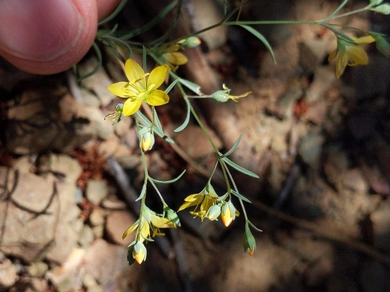 Linum breweri, photographed by Ken-ichi Ueda