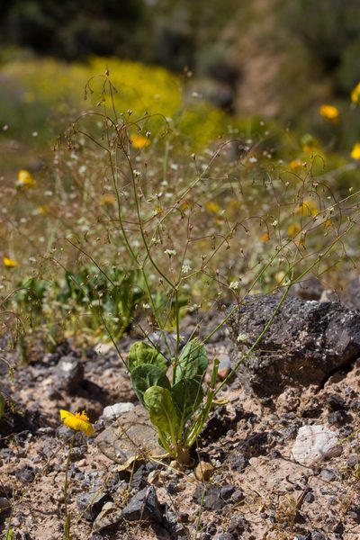 Eriogonum ordii, photographed by Ken-ichi Ueda