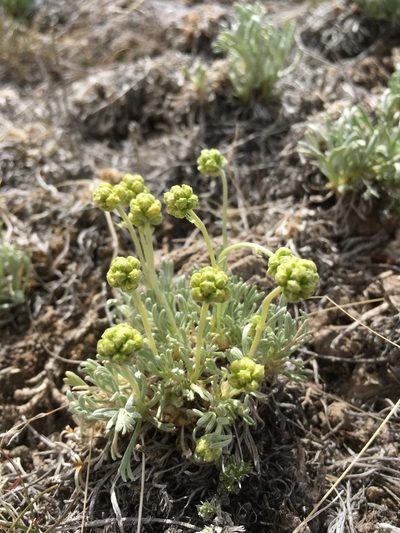 Artemisia capitata, photographed by Cecelia Alexander