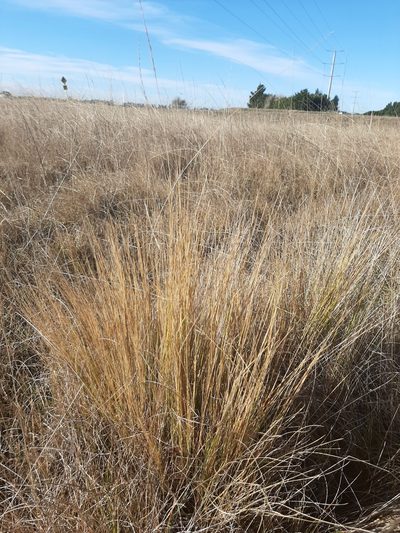 Festuca matthewsii, photographed by Colin Meurk
