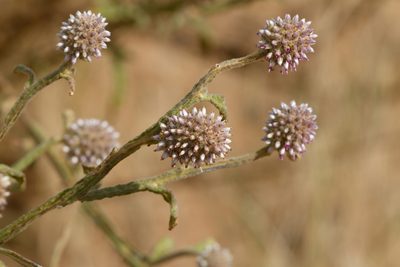 Pterocaulon sphacelatum, photographed by Kym Nicolson