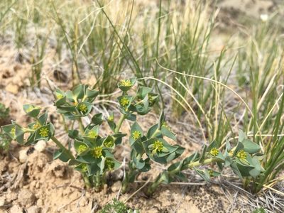 Euphorbia brachycera, photographed by Cecelia Alexander