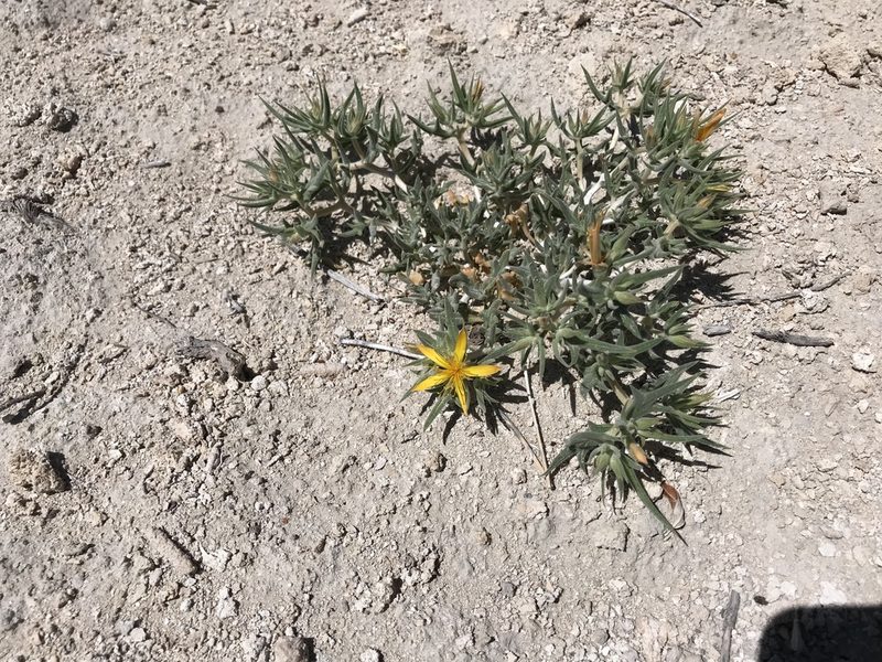 Mentzelia torreyi, photographed by Chris