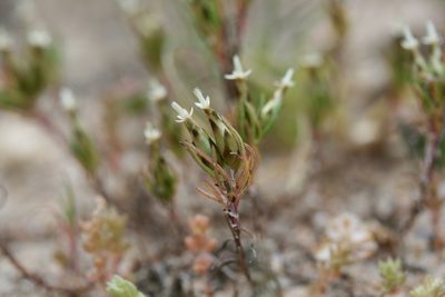 Rhodanthe pygmaea, photographed by Kym Nicolson
