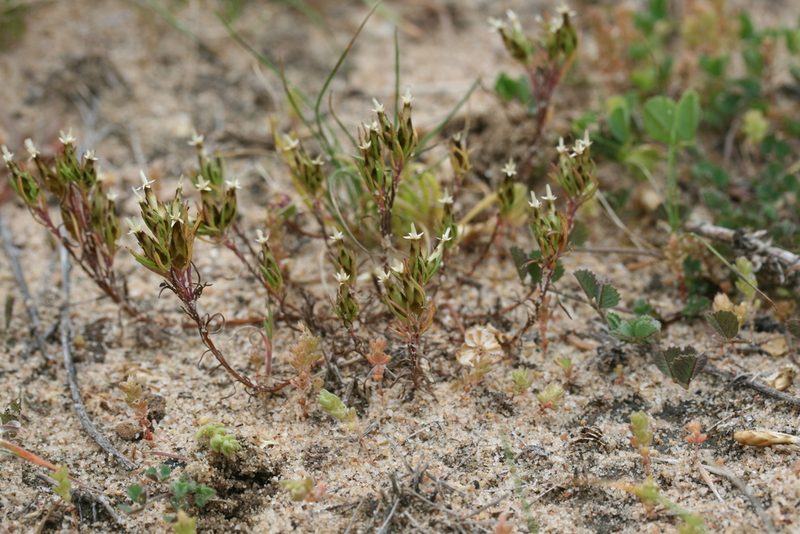 Rhodanthe pygmaea, photographed by Kym Nicolson