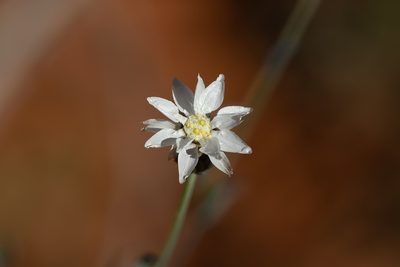 Rhodanthe stricta, photographed by Kym Nicolson