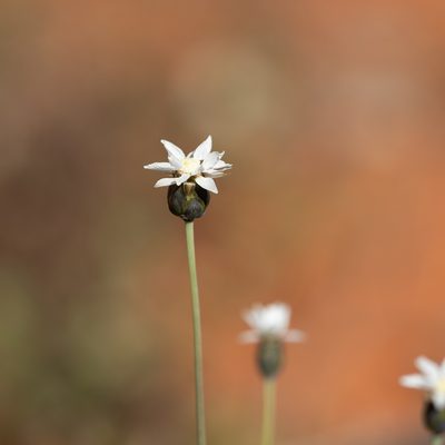 Rhodanthe stricta, photographed by Kym Nicolson
