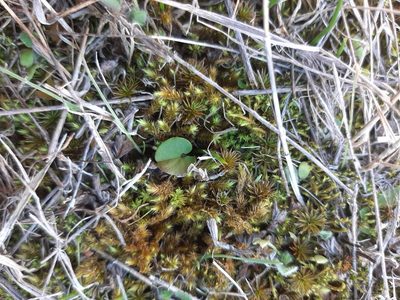 Dichondra brevifolia, photographed by Colin Meurk