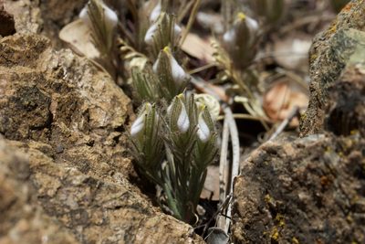 Cordylanthus nidularius, photographed by Arvel Hernandez