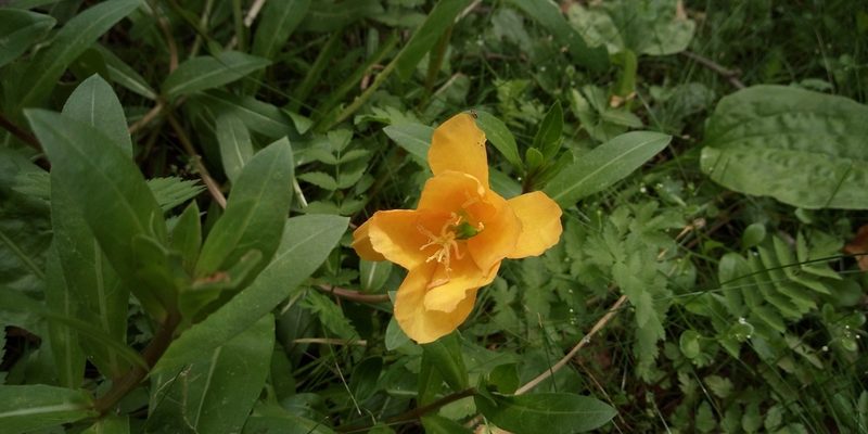Oenothera jamesii, photographed by Leticia Jiménez Hernández