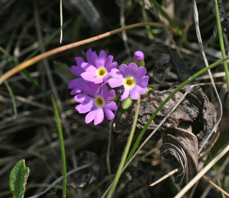 Primula longiscapa, photographed by Oleg Kosterin