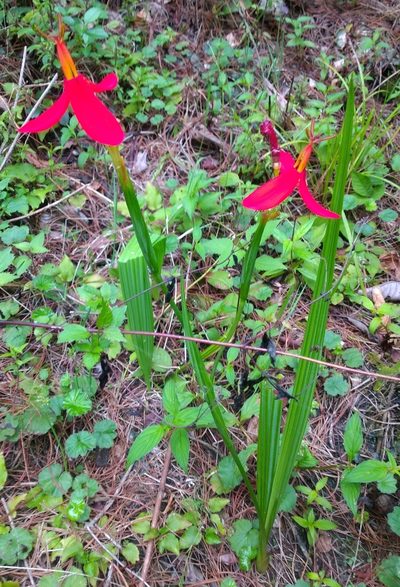 Tigridia orthantha, photographed by Wendy García Monterrubio