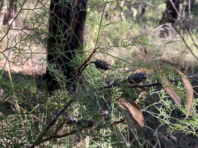 Petrophile pedunculata, photographed by prossington