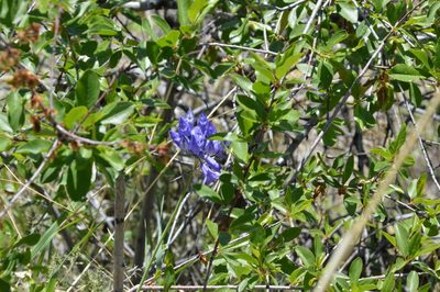 Triteleia grandiflora, photographed by Dan Johnson