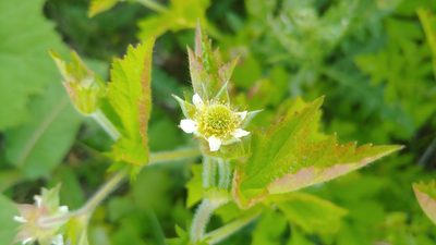 Geum laciniatum, photographed by Ryan Sorrells