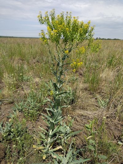 Isatis costata, photographed by Svyatoslav Knyazev